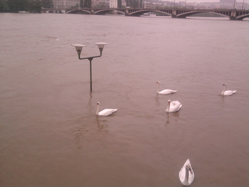 Labutě mají novou zábavu. kolem lampy si každý den nezaplavou.