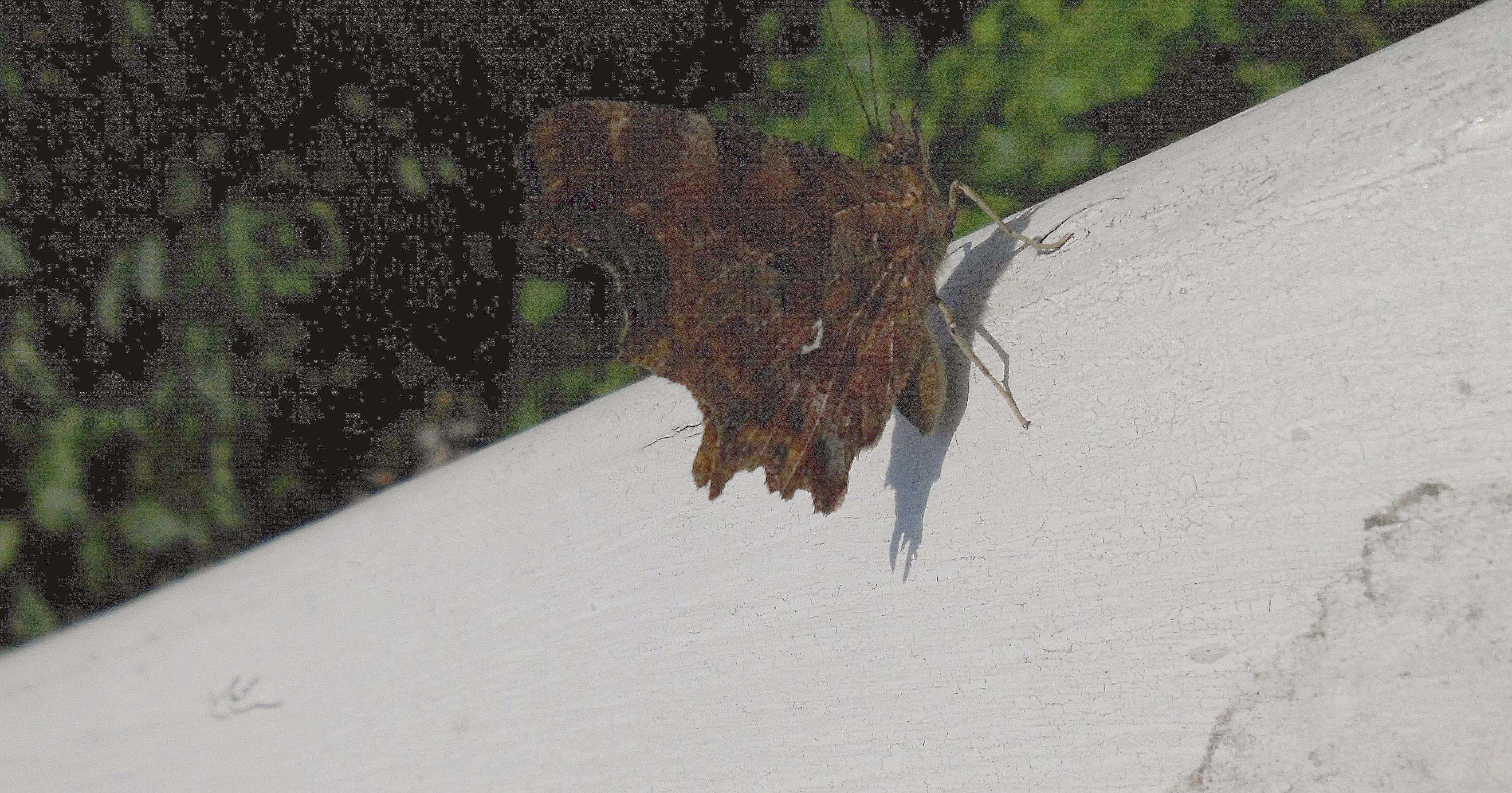 Vlastnoručně ulovená babočka - bílé c