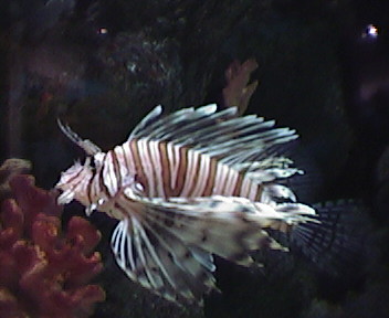 perutýn, krásná mořská ryba, kterou lze chovat i v akváriu. Díky tomu ji může vyfotit i neplavec, a necestovatel. jako jsem jáí.