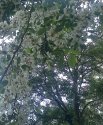 Kvetoucí akáty změní atmosféru ulice nejen barevně. Všude je cítit jejich intenzivní vůně.