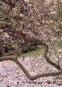 Malebně křivolaké větve petřínské magnolie se opírají o zem.