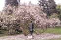Petřínská magnolie, asi ta nejznámější, nepřehlédne ji opravdu nikdo.
