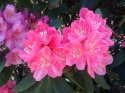 kopie-rododendron-17-.jpg [1024 x 768]