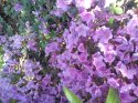 kopie-rododendron-18-.jpg [1024 x 768]
