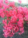 kopie-rododendron-3-.jpg [576 x 768]
