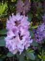 kopie-rododendron-9-.jpg [576 x 768]