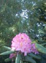 rododendron-1-.jpg [576 x 768]
