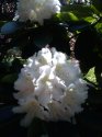 rododendron-19-.jpg [576 x 768]