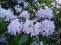 rododendron-6-.jpg [1024 x 768]