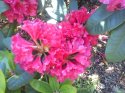 rododendron-8-.jpg [1024 x 768]