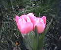 tulip-dva.jpg [352 x 288]