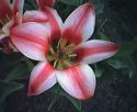 tulip-hvezda.jpg [352 x 288]