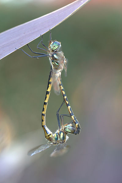 šídla při páření - sameček a samička tvoří charakteristický tvar srdce