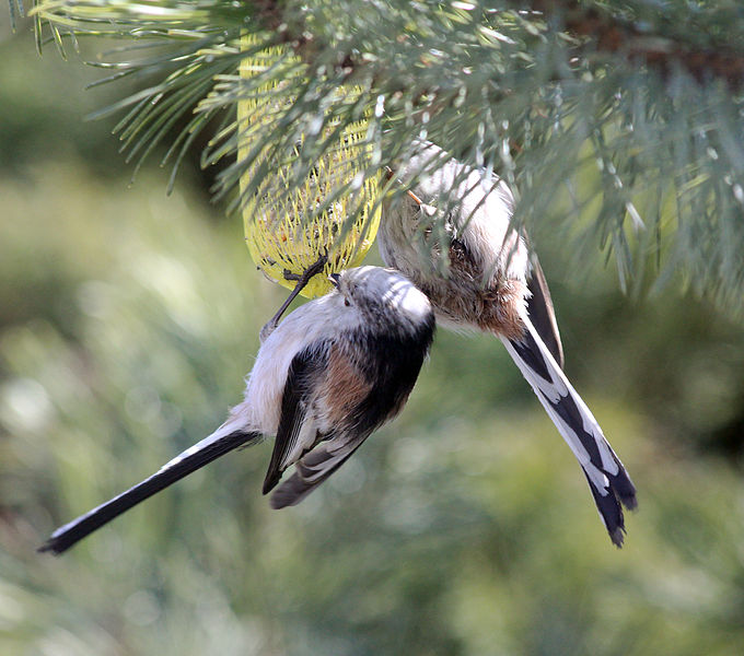 Aegithalos caudatus, mlynařík dlouhoocasý je pohledný, jemný a obratný návštvník zimních krmítek.