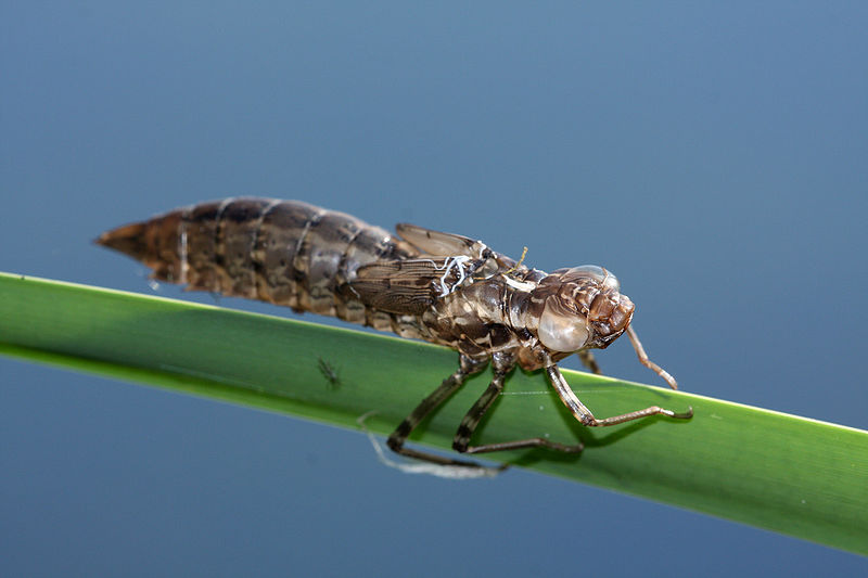 Anax imperator - ještě nedospělá vážka, prodělávající proměnu nedokonalou