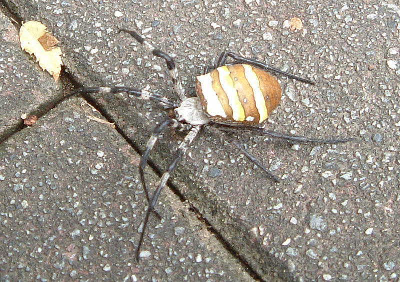 agriope amoena - že by náš příbuzný?