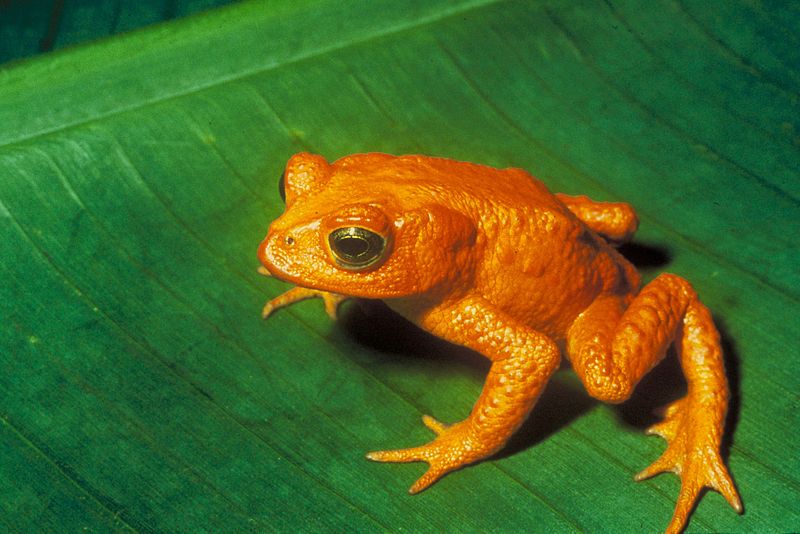 Bufo periglenes, ropucha zlatá - bohužel už mezi námi není