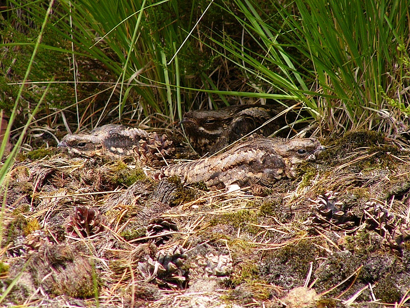Tak tady by šlo bez problémů chytat lelky ...