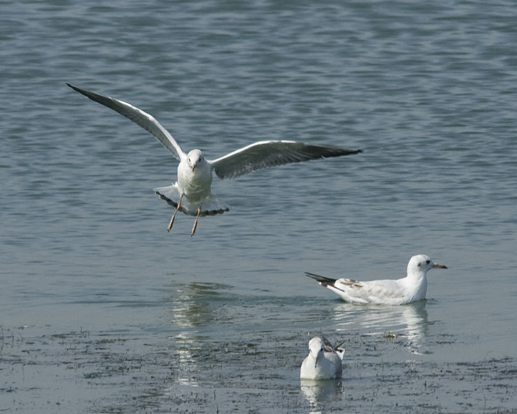 Larus ridibundus, racek chechtavý je obratný a bravurní letec. 