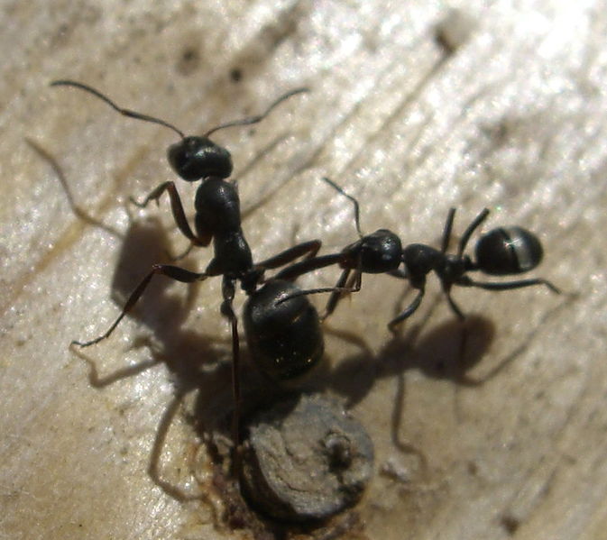 Druh Lasius niger napadl jedince druhu Formica rufa
