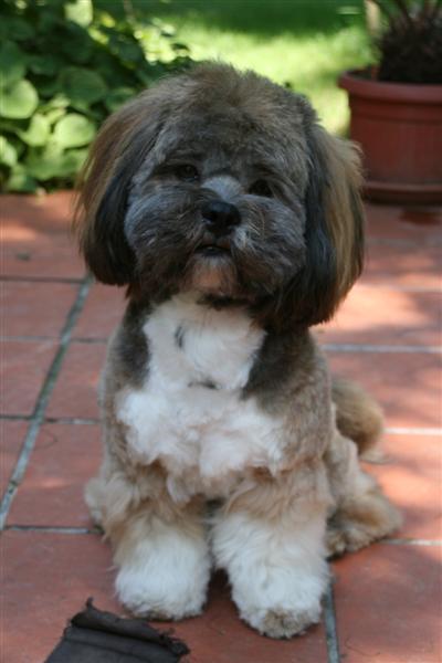 Nebo nějakého podobného psího drobečka?