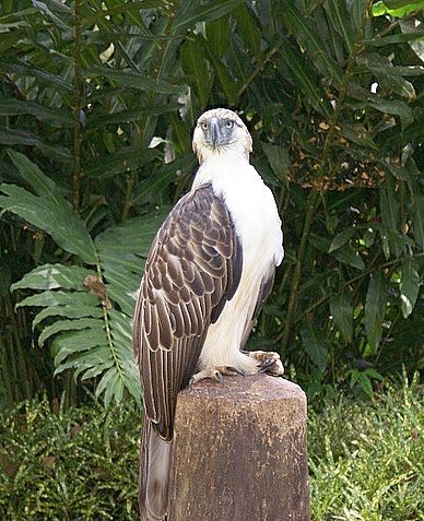 Orel opičí  je je známý více než sto let.