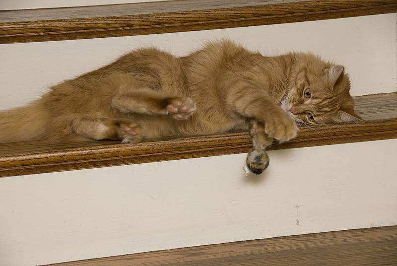 Co si tak pořídit báječnou relaxační kočku?