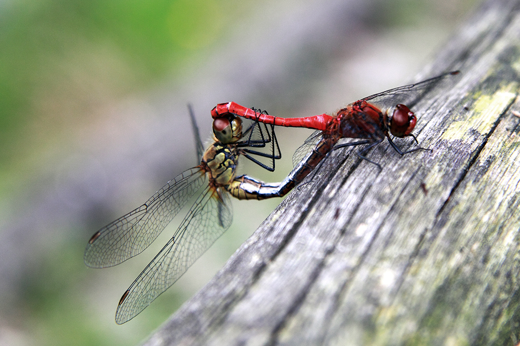 Sympetum sanguineum při páření - jasně červený sameček drží samičku za hlavou a ta se ho přidružuje, aby dosáhla k jeho druhotným pářícím orgánům. 